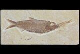 Detailed Fossil Fish (Knightia) - Wyoming #115109-1